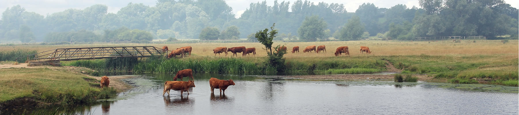 sudbury meadows